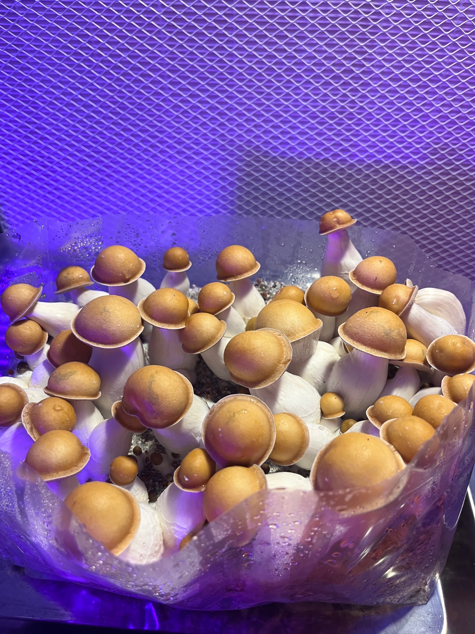 Amber mushroom cluster in the grow