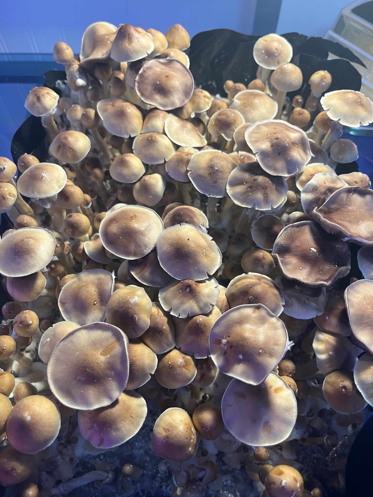 A flourishing canopy of cultivated mushrooms