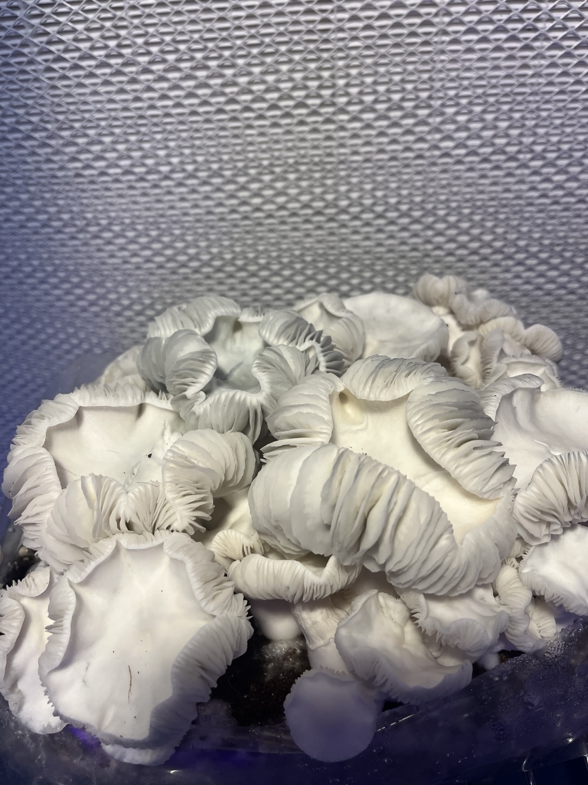 Detailed view of mushroom cultivation