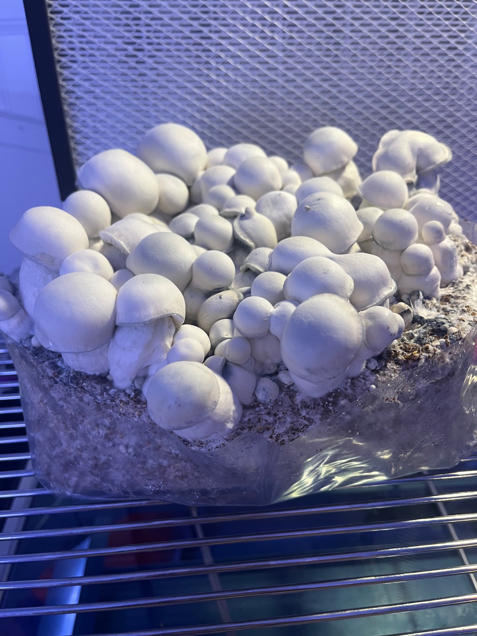 Young white mushroom cluster during cultivation