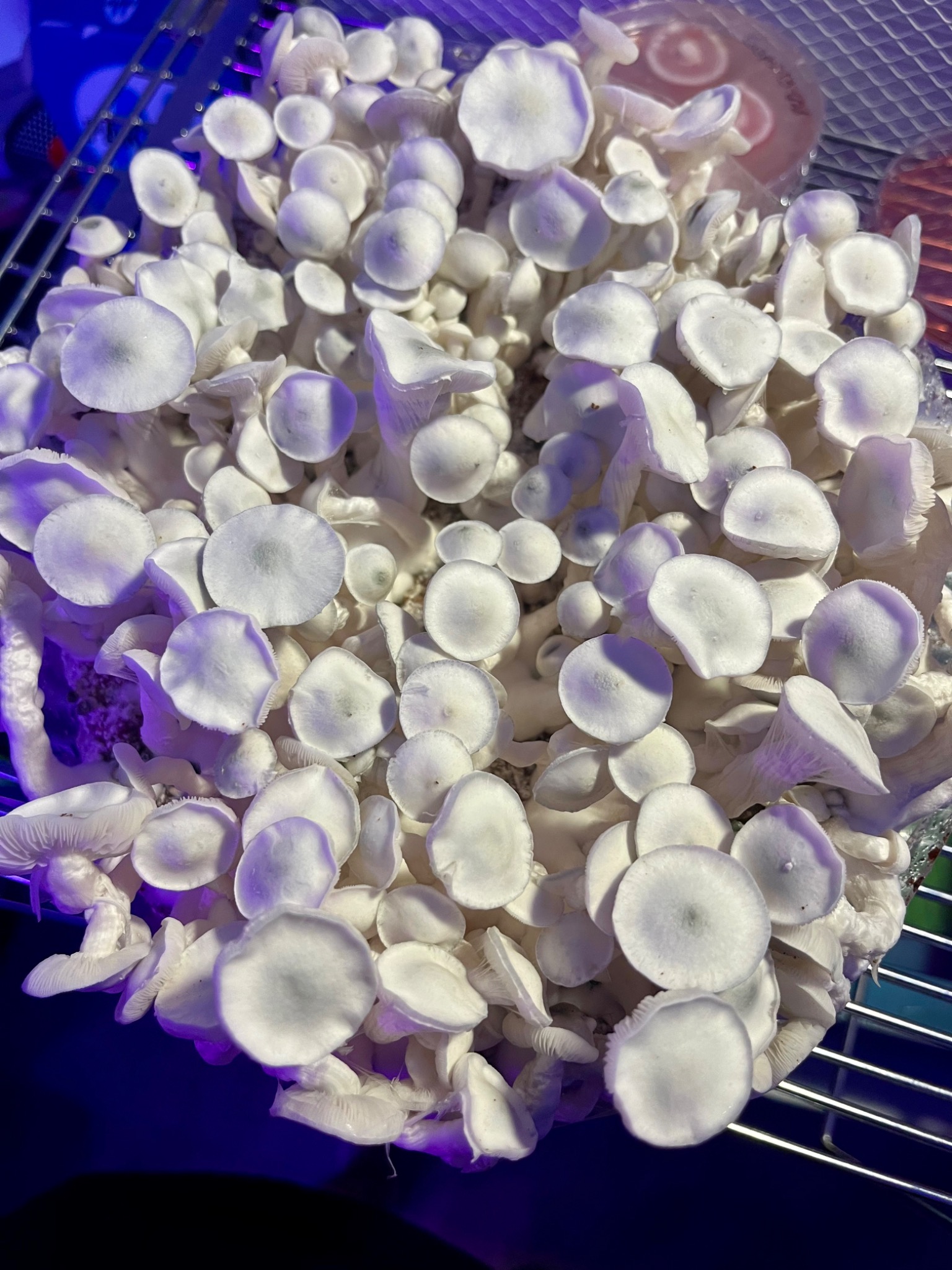 Full white mushroom canopy under cultivation lights